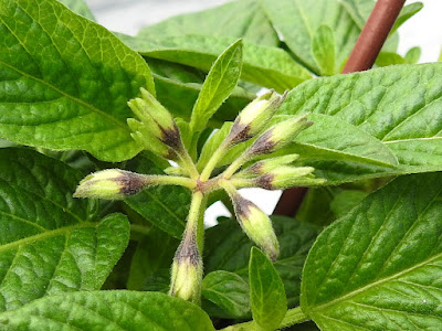 香瓜茄（人參果）的花