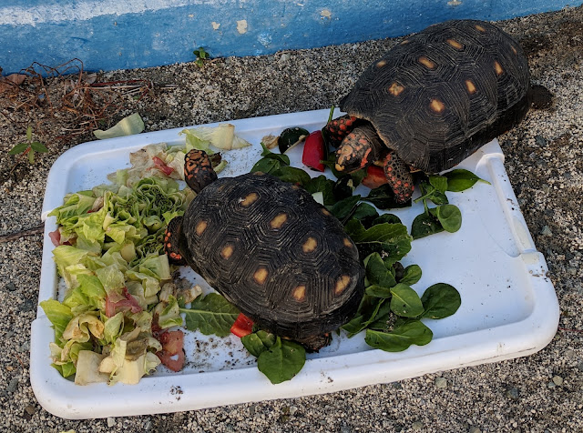 Tortoise Spotlight One: Archie Tortoise