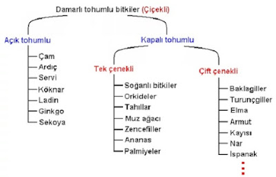 Kapalı Tohumlular