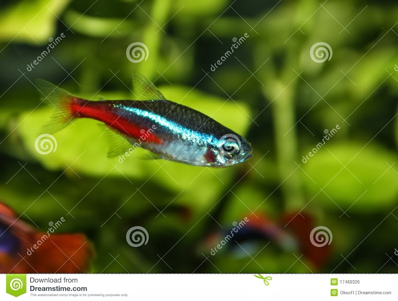 40+ Gambar Ikan Neon