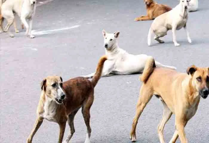 Stray dog attack against many persons in Vadakara and Kannur, Kozhikode, News, Stray Dog , Attack, Hospitalized, Injury, Treatment, Students, Kerala