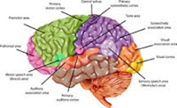 Vitamine-care-imbunatatesc-concentrarea-si-memoria