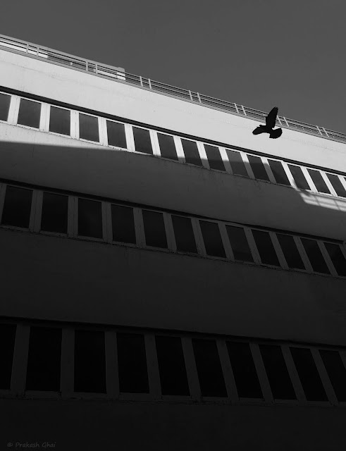 A Black and White Minimalist Photograph of a Bird in the sky shot via Samsung S6 Smartphone Camera