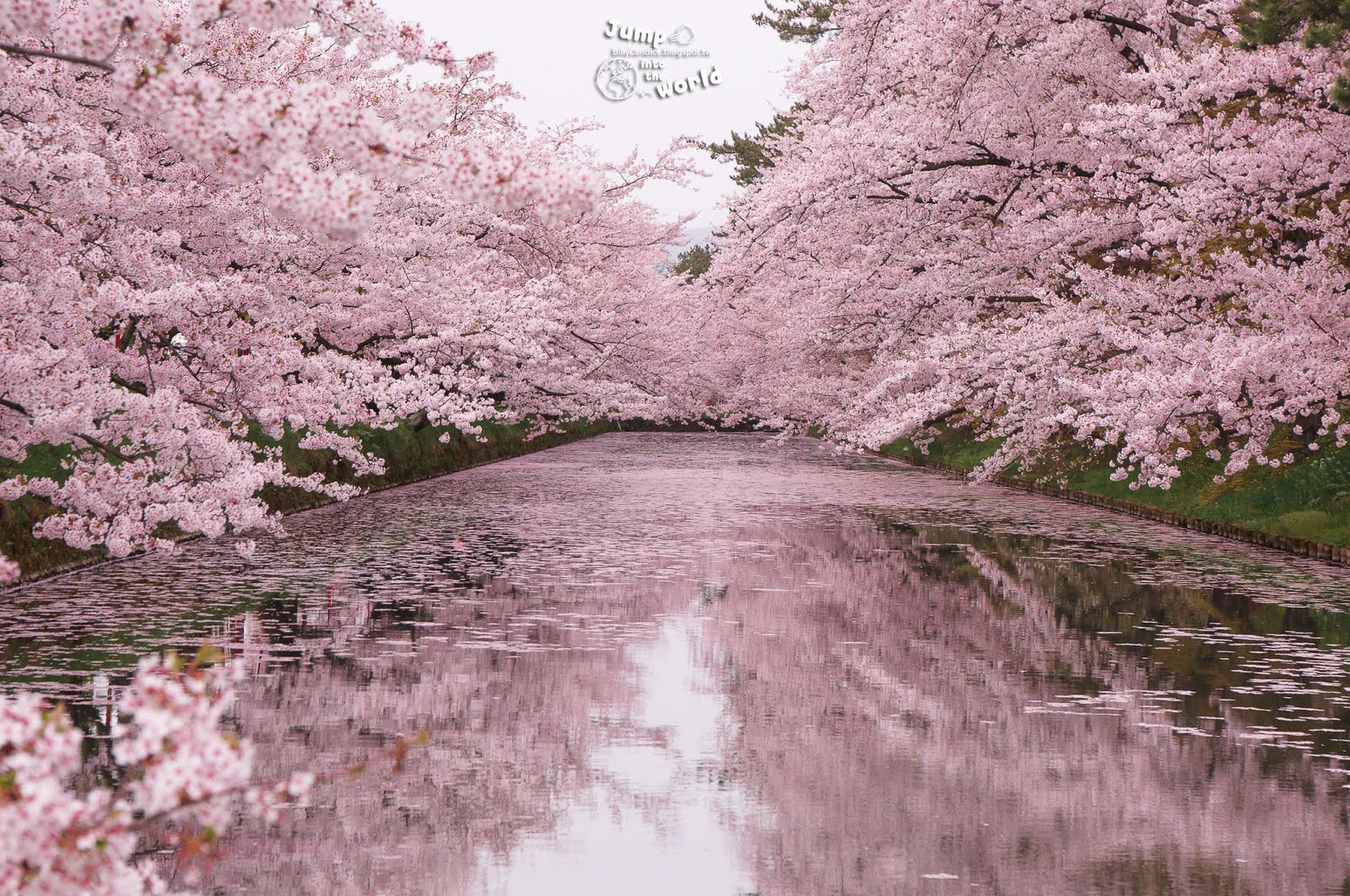 東北 青森 日本第一櫻花祭 弘前城夢幻花筏 Jump Into The World