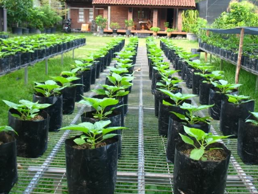 Peluang Pertanian Organik di Indonesia