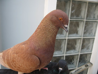 Burung merpati tinggi