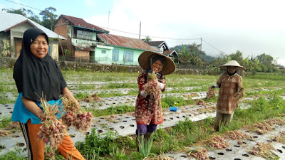 Kelompok Tani Sawah Rencong Kamang, Panen Bawang Merah 1 Ton