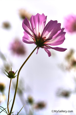 cosmos-flowers