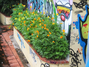 MI JARDIN DE COSMOS AL LADO OPUESTO