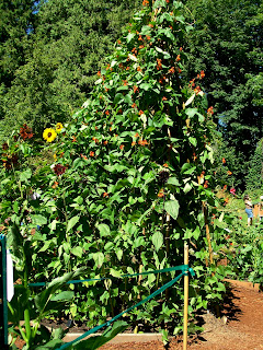 anna smith children park WSU learning garden 