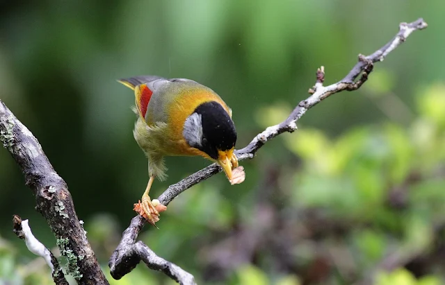 Silver-eared Mesia Feeding Moth Series