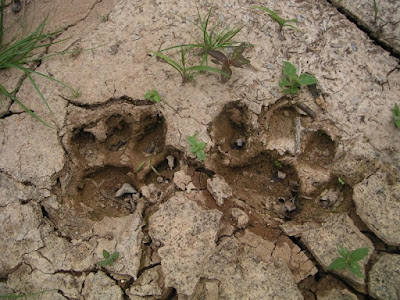 Jaguar Footprint, Belize