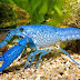 Procambarus Alleni (Florida Lobster)
