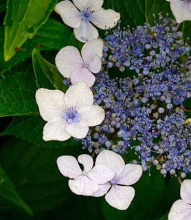 Blue lace flower Images