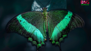 peacock butterfly wallpaper HD quality pictures ,Brown peacock butterfly,Common Peacock butterfly,Peacock butterfly facts,Peacock butterfly life cycle,Peacock butterfly pictures,Peacock butterfly lifespan,White Peacock butterfly,Butterfly hashtags 2020,Peacock Quotes, peacock butterfly wathsapp status, peacock butterfly Good morning wishingGood morning wishing, Butterfly hashtags 2021,Peacock Painting Quotes,Monarch butterfly migration, butterfly effect, butterfly status instagram facebook, ,