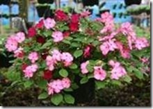 clip_image066