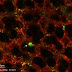Surprising new role for lungs: Making blood