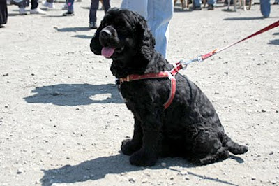 American Water Spaniel Photo