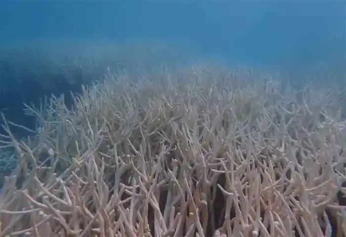 Study shows that the coral reefs of Lakshadweep dying on massive scale due to the warming of the sea, Kochi, News, Coral Reefs, Heat Wave, Scientist, Study, Fish, CMFRI, Kerala News