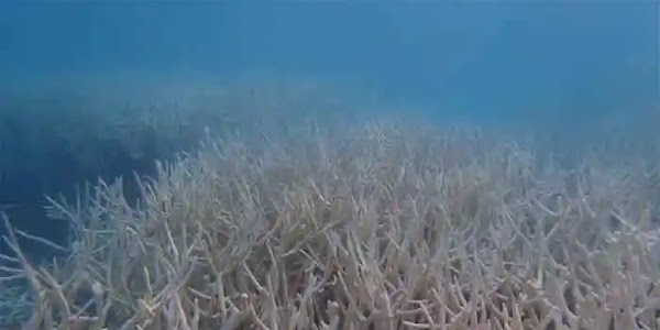 Coral Reefs | കടലിലെ ഉഷ്ണതരംഗത്തെ തുടര്‍ന്ന് ലക്ഷദ്വീപിലെ പവിഴപ്പുറ്റുകള്‍ വന്‍തോതില്‍ നശിക്കുന്നതായി പഠനം