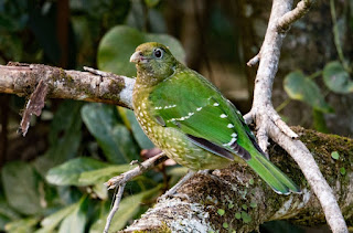 Burung kucing hijau | Green Catbird (Ailuroedus crassirostris)