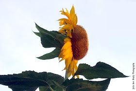 Julie Ann Brady - Russian Mammoth Sunflower - June 20, 2018