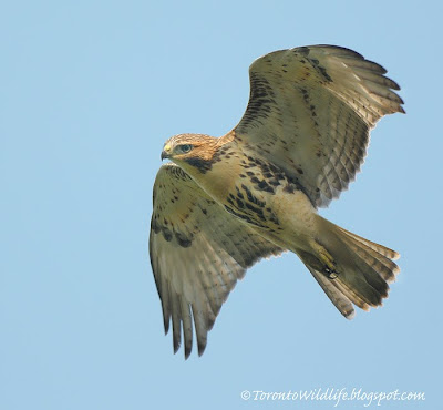 Red Tailed Hawk, Robert Rafton