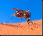 757px-Aedes_aegypti_biting_human