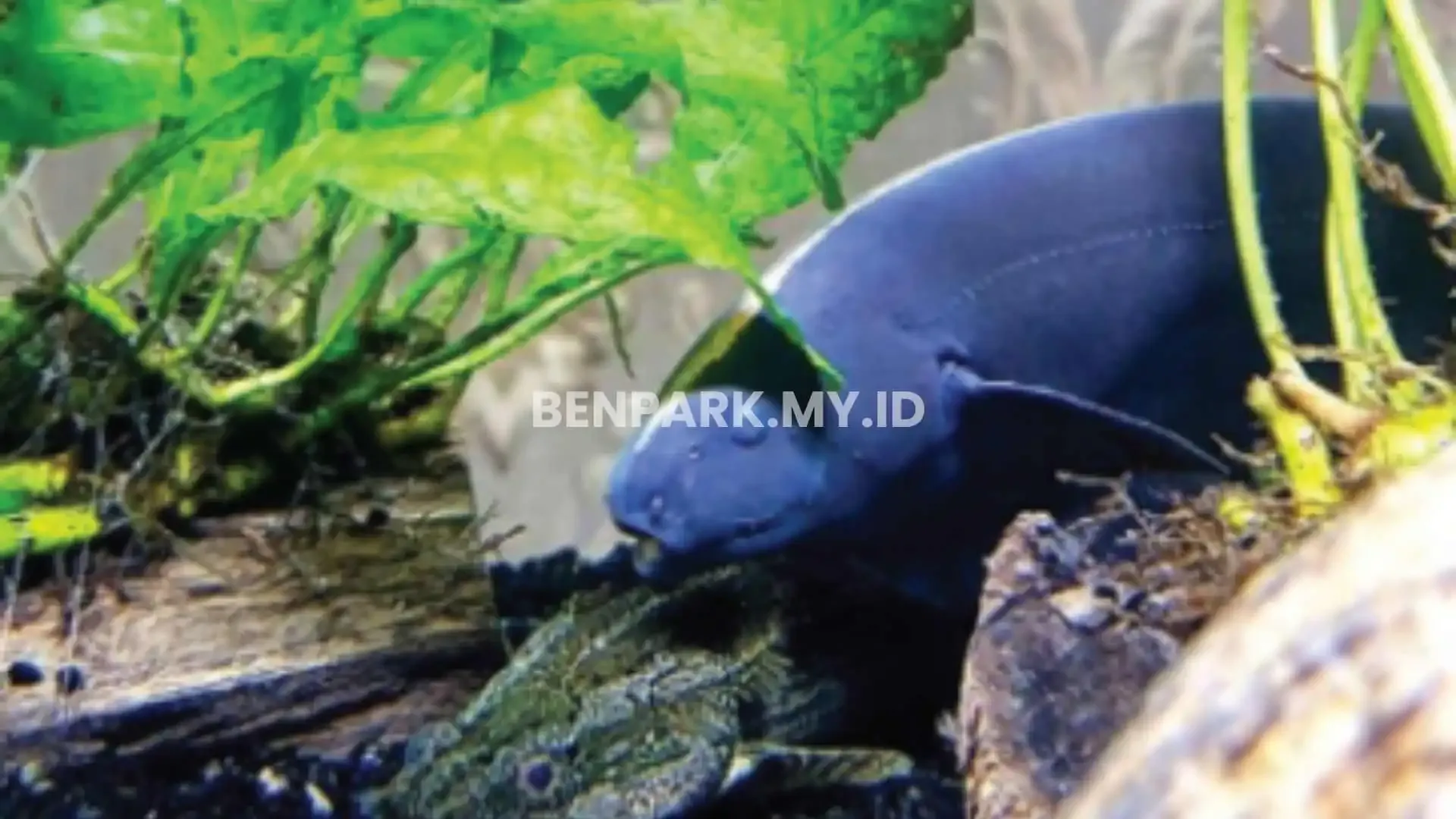 Blackghost Knifefish