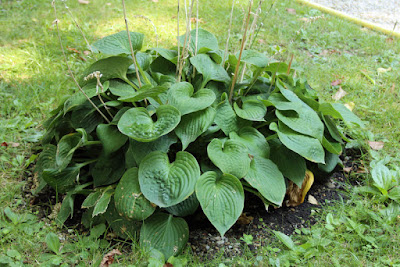 Hosta capitata - Hosta nakaiana care and culture