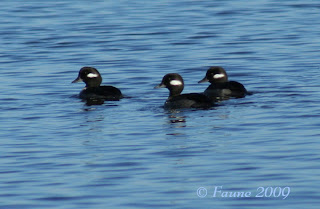 Bufflehead Currituck Sound