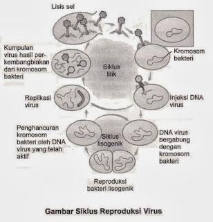 Cara Perkembangbiakan Virus