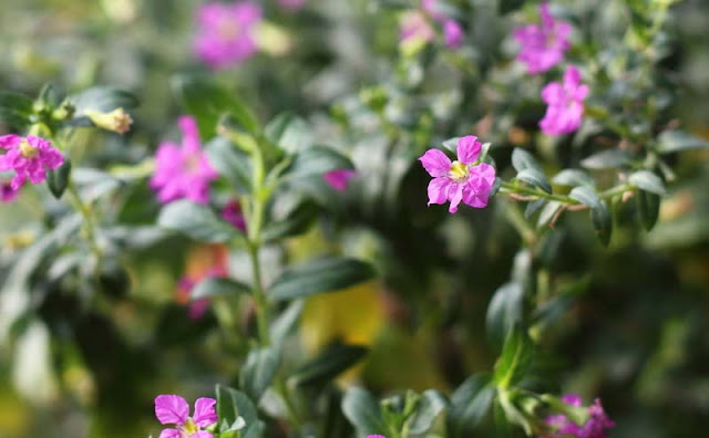 Mexican Heather Flowers Pictures