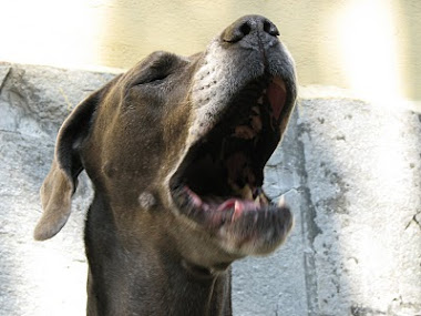 WOOF!! OUR BABY YAWN...