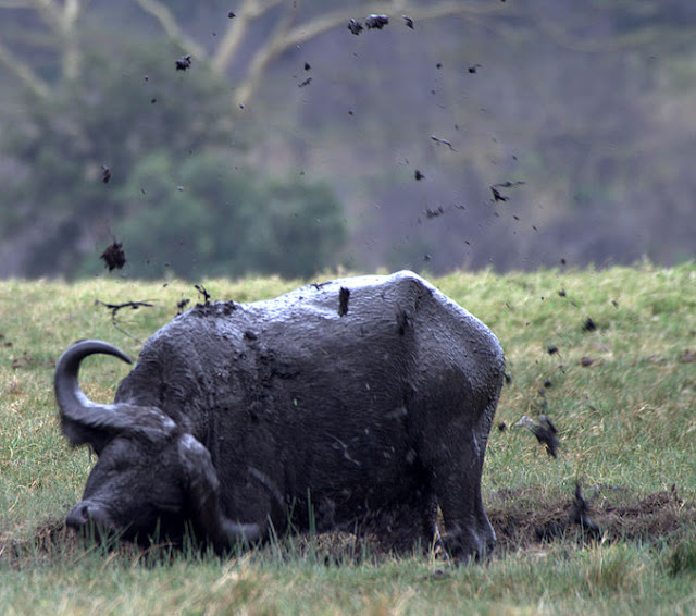 Cape buffalos