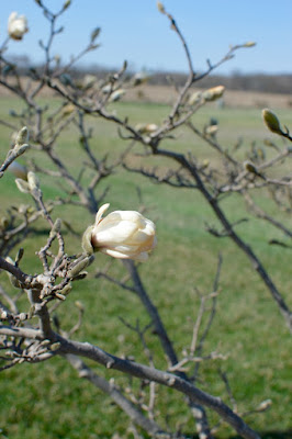 spring magnolia