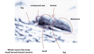 Foto Ini Menunjukkan Adanya Serangga Di Mars, Benarkah?