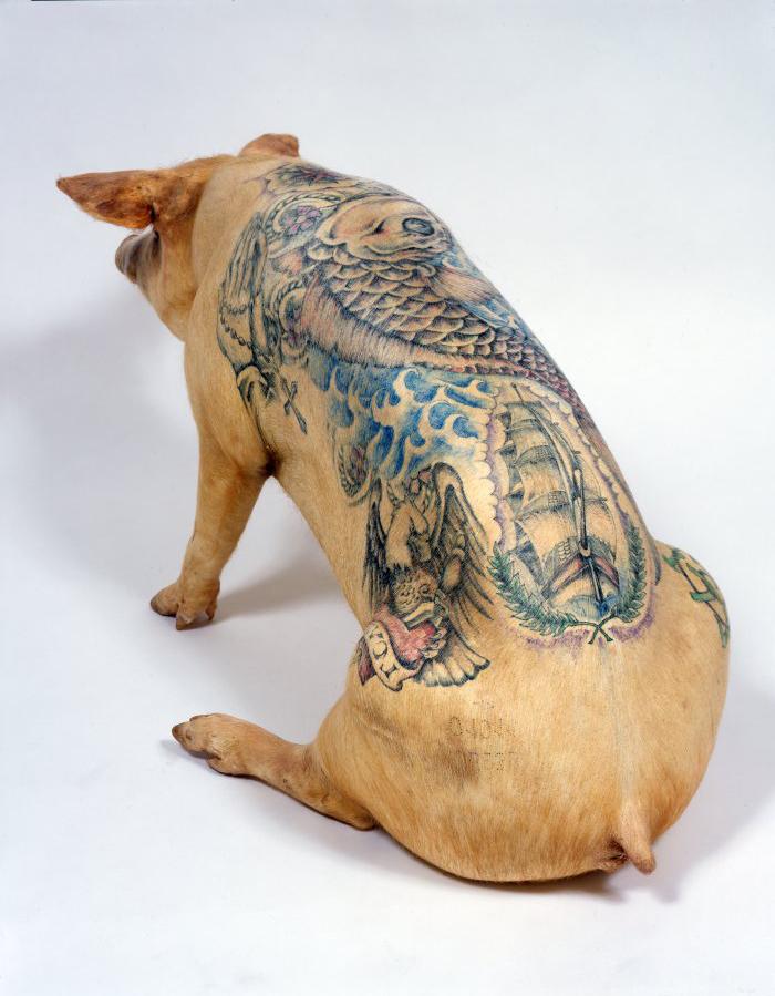 Delvoye make tattoo on stuffed pigs and pig skin.