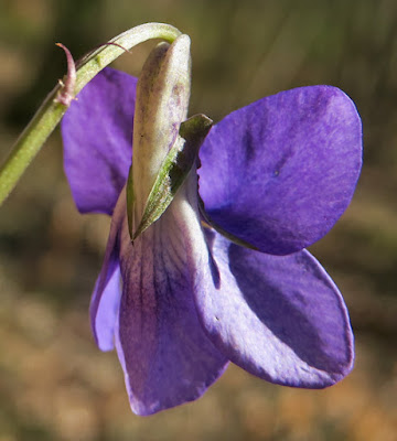 Violette Rivin (Viola riviniana)