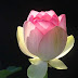 Beautiful Pink Lotus Flower