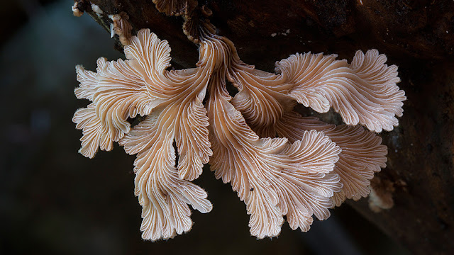 Fotógrafo registra os fungos mais obscuros do mundo