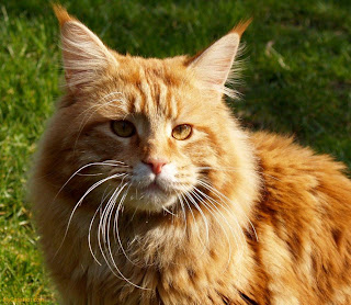 Maine Coon Cat Picture