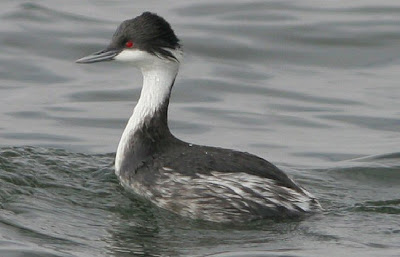 Junin Grebe