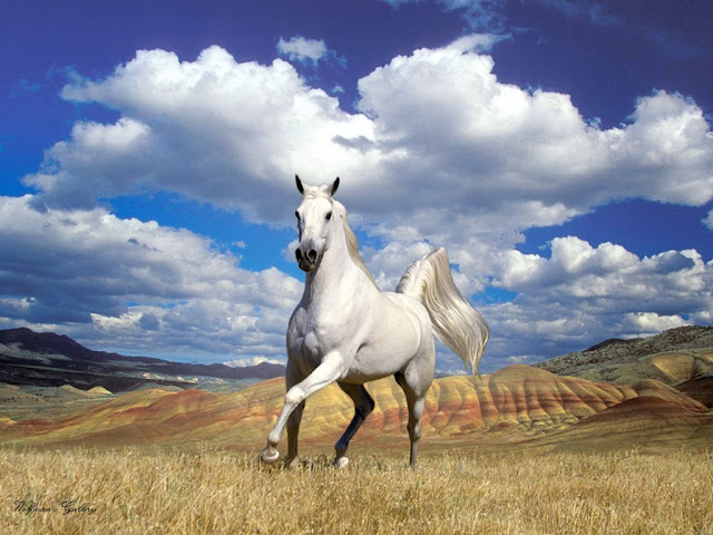 White Horse Running