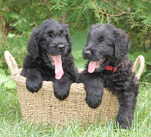 Black Russian Terrier Puppy Picture