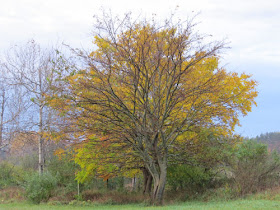 autumn colors