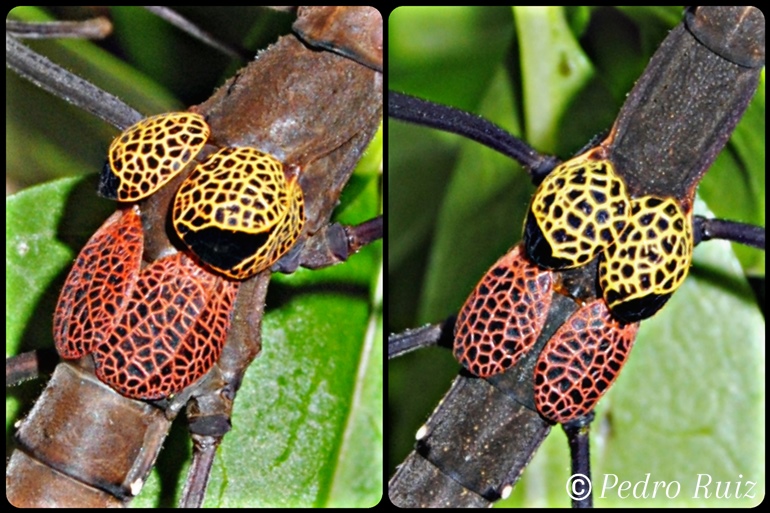 Detalle de las alas de una hembra y un macho de Pseudophasma subapterum