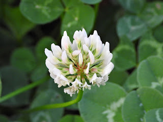 White Clover by the Xiang River