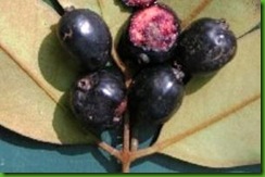 Eugenia macrosperma