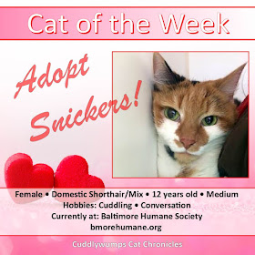 Cat of the Week: Adopt Snickers!